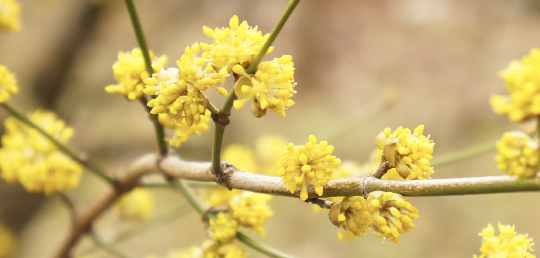 February 2025: SPICEBUSH: Small Shrub, Big Impact